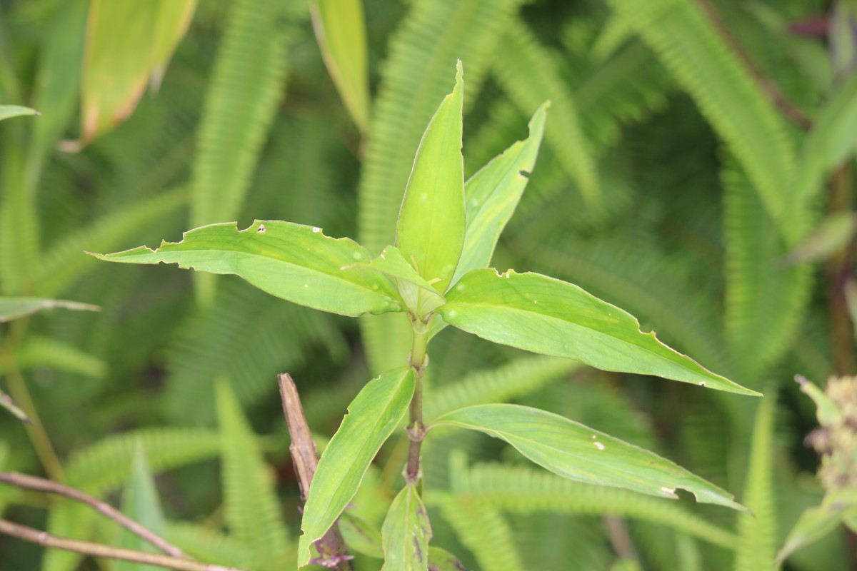 Hedyotis fruticosa L.